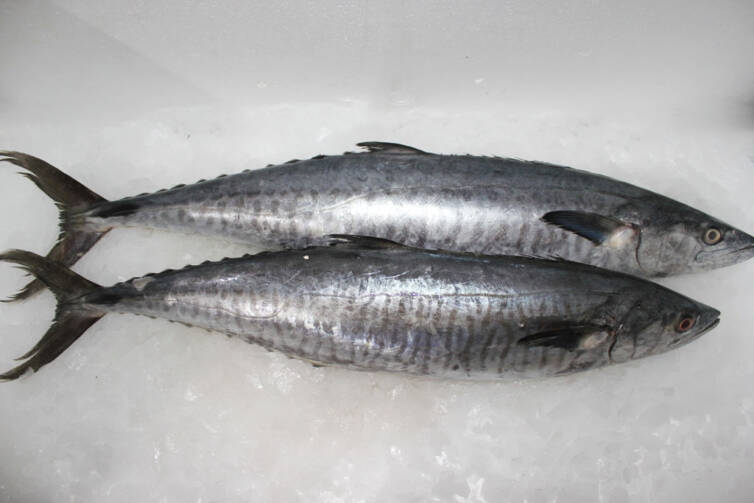 KING FISH