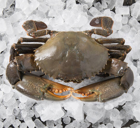 MUD CRAB