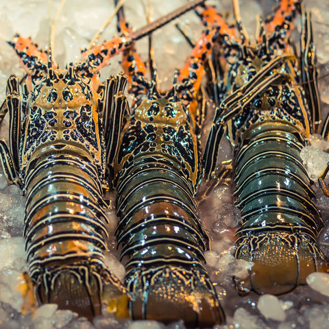LOBSTER WHOLE