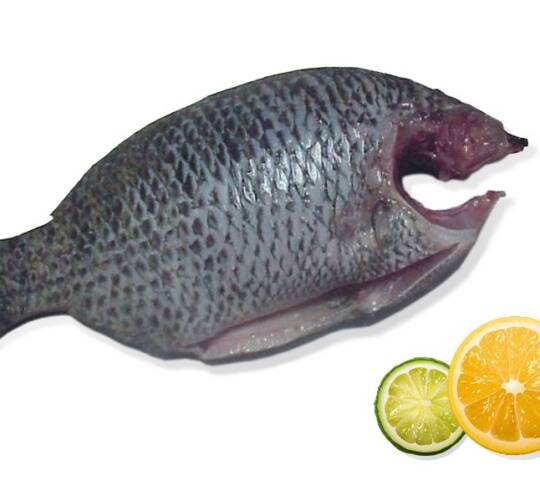 TILAPIA CLEAN