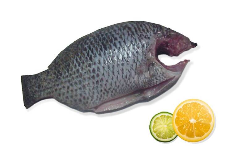 TILAPIA CLEAN