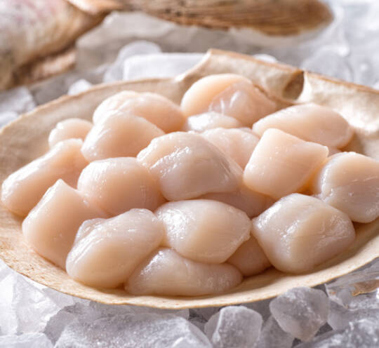 SCALLOPS
