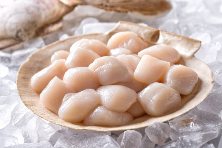 SCALLOPS