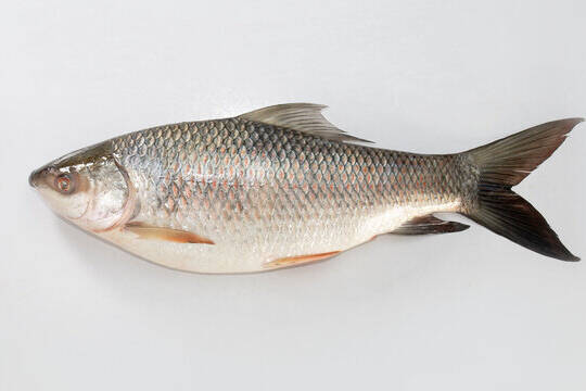 ROHU FISH WHOLE