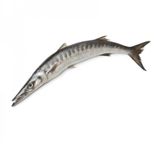 BARRACUDA WHOLE