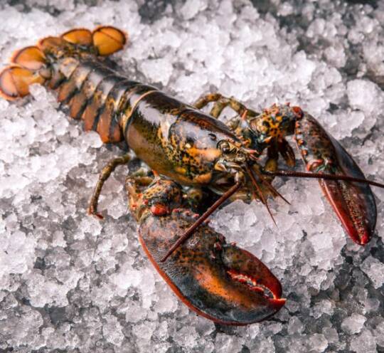 LOBSTER