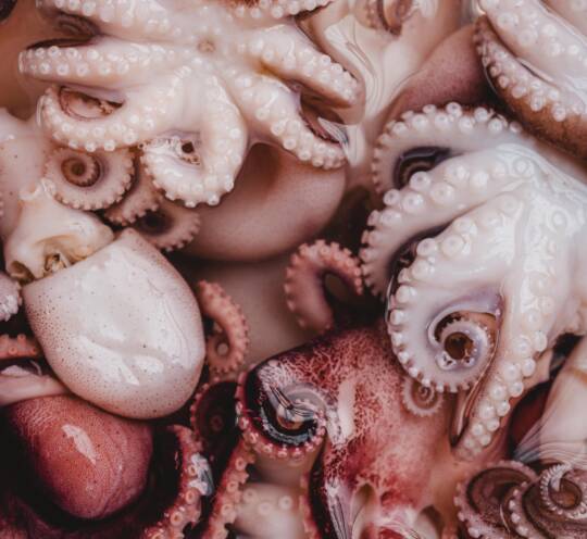 OCTOPUS BABY