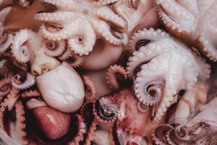 OCTOPUS BABY