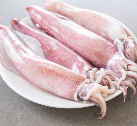 SQUID WHOLE