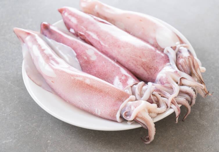 SQUID WHOLE