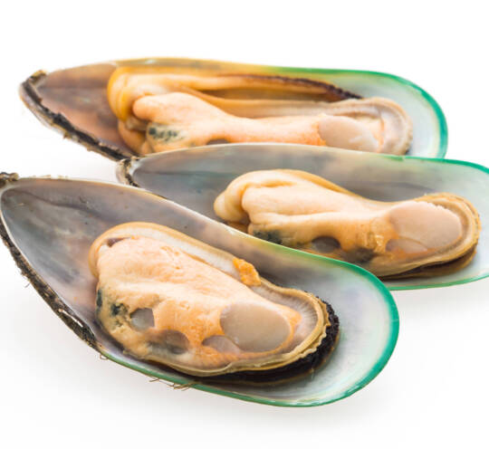 MUSSELS