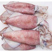SQUID