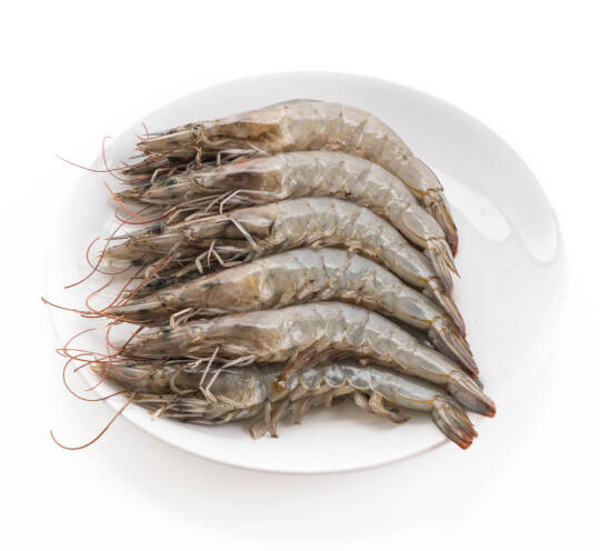 H. ON TIGER SHRIMPS