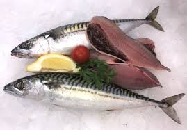 MACKEREL FISH