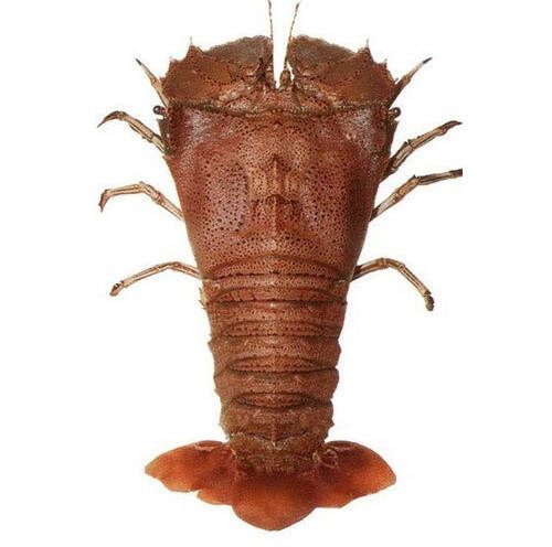 SAND LOBSTER