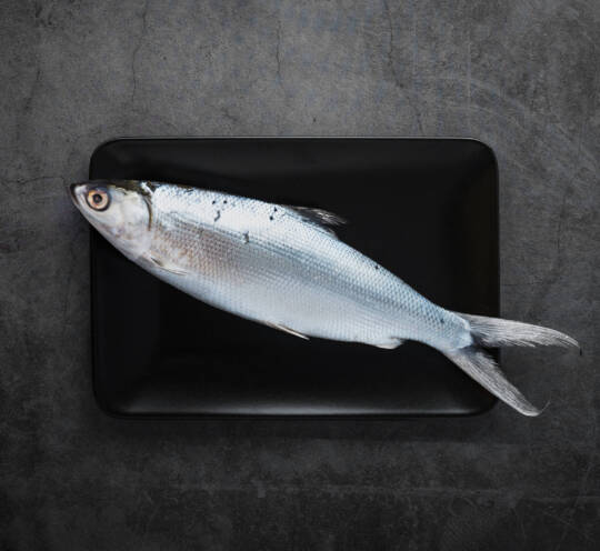 MILK FISH WHOLE